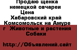 Продаю щенка немецкой овчареи › Цена ­ 5 000 - Хабаровский край, Комсомольск-на-Амуре г. Животные и растения » Собаки   